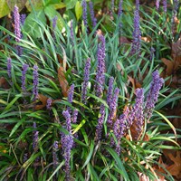 Liriope Muscari Big Blue 2L Pot - Set of 3