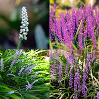 Liriope Perennial Set - Mixed Colours - 3 x 2L Pots