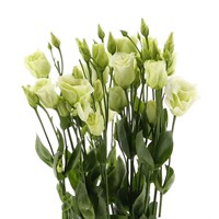 Lisianthus (x 3 Individual Stems) - Green