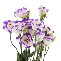 Lisianthus (x 3 Individual Stems) - Purple and White