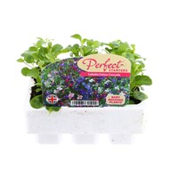 Lobelia Colour Cascade Mini 6 Boxed Bedding