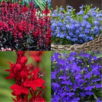 Lobelia Perennial Set - Mixed Colours - 3 x 2L Pots