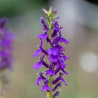 Lobelia Starship Blue 2L Pot - Set of 3