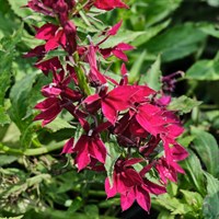 Lobelia Starship Rose 2L Pot - Set of 3