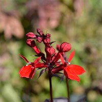 Lobelia Starship Scarlet 2L Pot - Set of 3