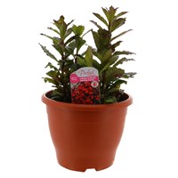 Lobelia Starships Scarlet 6.5L Pot Bedding