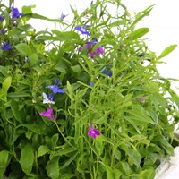 Lobelia String Of Pearls (Bush) 12 Pack Boxed Bedding