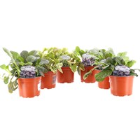 Longacres Choice - Ajuga - 6 x 10.5cm Pot Bedding