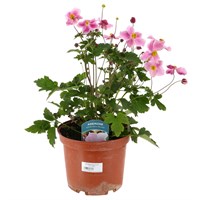 Longacres Choice - Anemone - 3L Pot Perennial