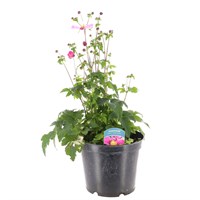 Longacres Choice - Anemone - 5L Pot Bedding