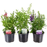 Longacres Choice - Angelonia - 3 x 13cm Pot Bedding