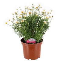 Longacres Choice - Argyranthemum - 3L Pot Bedding