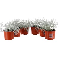 Longacres Choice - Calocephalus - 6 x 10.5cm Pot Bedding