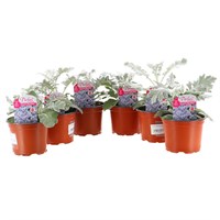 Longacres Choice - Cineraria Silverdust - 6 x 10.5cm Pot Bedding