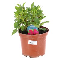 Longacres Choice - Cosmos - 3L Pot Perennial