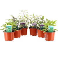 Longacres Choice - Cullianry Sage (Salvia Officinalis) - 6 x 10.5cm Pot Bedding