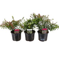 Longacres Choice - Cuphea - 3 x 13cm Pot Bedding