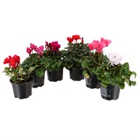 Longacres Choice - Cyclamen - 6 x 10.5cm Pot Bedding
