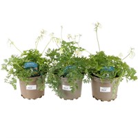 Longacres Choice - Dicentra - 3 x 2L Pot Perennial