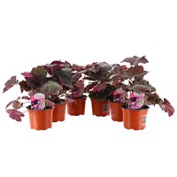 Longacres Choice - Heuchera Palace Purple - 6 x 10.5cm Pot Bedding