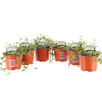 Longacres Choice - Muehlenbeckia - 6 x 10.5cm Pot Bedding
