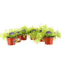 Longacres Choice - Oregano - 6 x 10.5cm Pot Bedding