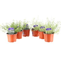 Longacres Choice - Thyme - 6 x 10.5cm Pot Bedding