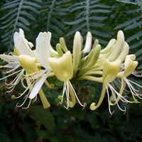 Lonicera Japonica Halliana 3 Litre Climber Plant