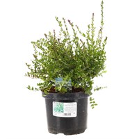 Lonicera Nitida 'Garden Clouds Copper Glow' - 4L Pot