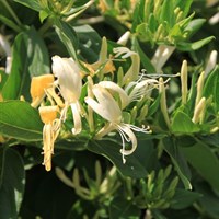 Lonicera Periclymenum Graham Stuart Thomas 3 Litre Climber Plant