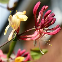 Lonicera Periclymenum Serotina 3 Litre Climber Plant