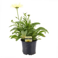 Leucanthemum Broadway Lights 13cm Pot Bedding