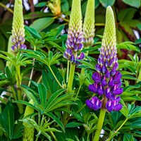 Lupinus Gallery Blue Perennial Plant 9cm Pot - Set of 3