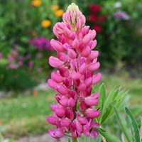 Lupinus Gallery Pink Perennial Plant 9cm Pot - Set of 3