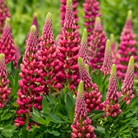 Lupinus Gallery Red Perennial Plant 9cm Pot - Set of 3