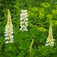 Lupinus Gallery White Perennial Plant 9cm Pot - Set of 3