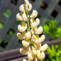 Lupinus Gallery Yellow Perennial Plant 9cm Pot - Set of 3