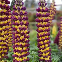 Lupinus Manhattan Lights Perennial Plant 2L Pot - Set of 3