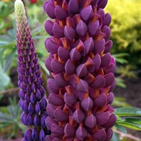 Lupinus Masterpiece Perennial Plant 2L Pot - Set of 3