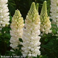 Lupinus Noble Maiden Perennial Plant 2L Pot - Set of 3