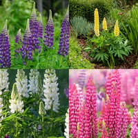Lupinus Perennial Set - Mixed Colours - 5 x 9cm Pots