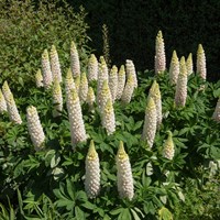 Lupinus Polar Princess Perennial Plant 2L Pot - Set of 3