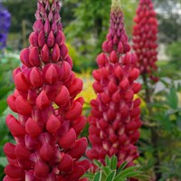 Lupinus Red Rum Perennial Plant 2L Pot - Set of 3