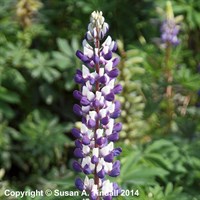 Lupinus The Governor Perennial Plant 2L Pot - Set of 3