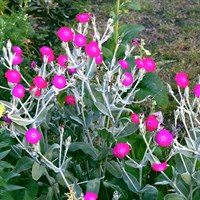 Lychnis Hill Grounds Perennial Plant 2L Pot - Set of 3