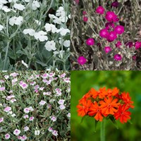 Lychnis Perennial Set - Mixed Colours - 3 x 2L Pots