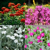 Lychnis Perennial Set - Mixed Colours - 5 x 9cm Pots