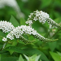 Lysimachia Clethroides 9cm Perennial Plant - Set of 3