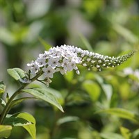 Lysimachia Ephemerum Perennial Plant 9cm Pot - Set of 3
