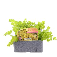 Lysimachia Nummularia Aurea Goldilocks 6 Pack Boxed Bedding